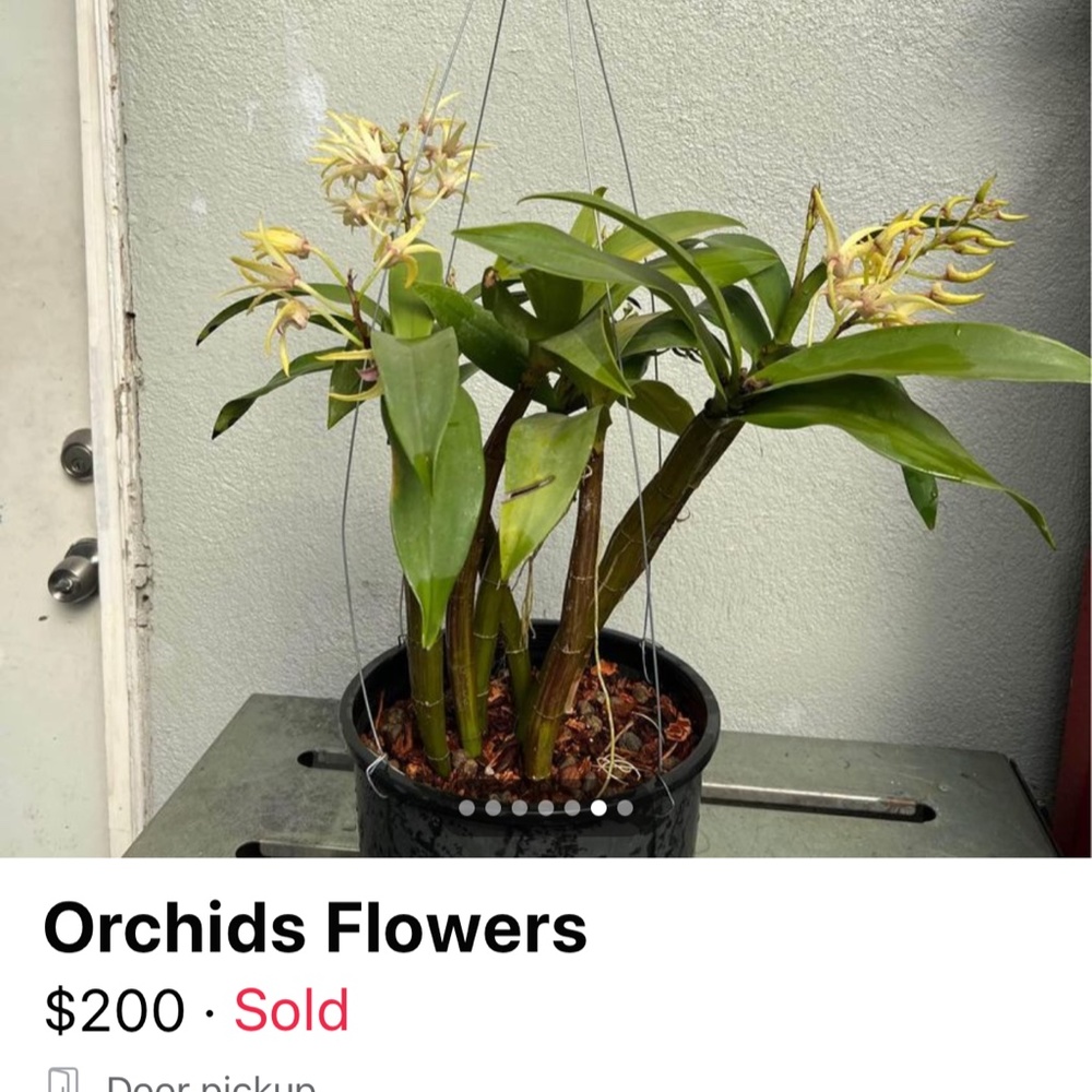 🌼 Rare Australian Dendrobium Orchid ( Only 1 offered this year)_ Collection #3. - Picture 6 of 13